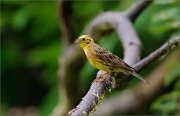 06_DSC5652_Yellowhammer_flourish_93pc