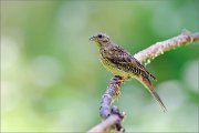 06_DSC5983_Yellowhammer_medley_76pc