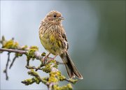 12_DSC8323_Yellowhammer_bristly_68pc