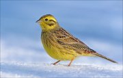 21_DSC6398_Yellowhammer_flank_88pc