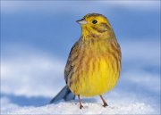 21_DSC6453_Yellowhammer_sturdy_85pc