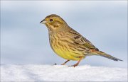 21_DSC6639_Yellowhammer_skittish_71pc