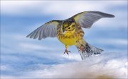 21_DSC6770_Yellowhammer_fracas_54pc