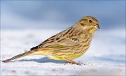 21_DSC6905_Yellowhammer_discredit_91pc