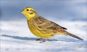 21_DSC6943_Yellowhammer_lightheaded_93pc