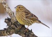 21_DSC7988_Yellowhammer_detent_77pc