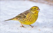 21_DSC8020_Yellowhammer_whim_70pc