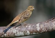 22_DSC8465_Yellowhammer_twirl_73pc