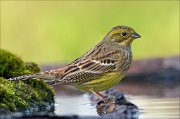 23_DSC0354_Yellowhammer_harsh_83pc