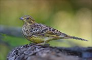 23_DSC7759_Yellowhammer_exacting_63pc