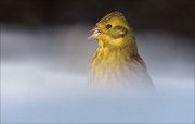 24_DSC2603_Yellowhammer_smack_62pc