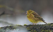 24_DSC2745_Yellowhammer_shriek_53pc