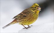 24_DSC3165_Yellowhammer_verification_92pc