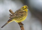 24_DSC4020_Yellowhammer_doubt_77pc