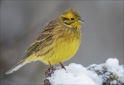 24_DSC4028_Yellowhammer_made_83pc