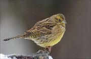 24_DSC4038_Yellowhammer_freeze_82pc