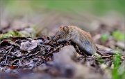 05_DSC9528_Bank_Vole_crawling_60pc