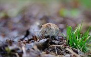 05_DSC9843_Bank_vole_bloody_ear_81pc