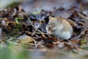 05_DSC9851_Bank_Vole_ice-cream-eater_62pc