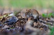 06_DSC0097_Bank_Vole_pedestal_view_62pc