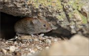 07_DSC0135_Bank_Vole_prompt_being_79pc