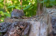 07_DSC6190_Bank_Vole_pie_on_stump_52pc