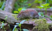 11_DSC0992_Bank_Vole_prospector_79pc