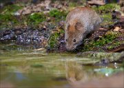 13_DSC9834_Bank_Vole_predilection_54pc