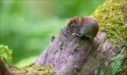 14_DSC2801_Bank_Vole_hideout_65pc