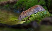 14_DSC3250_Bank_Vole_fulfillment_71pc