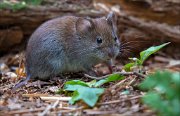 14_DSC3351_Bank_Vole_quarter_84pc