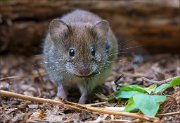 14_DSC3393_Bank_Vole_sham_56pc