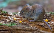 14_DSC3406_Bank_Vole_stocking_107pc