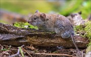 14_DSC3471_Bank_Vole_80pc