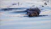 05_DSC1655_Eurasian_beaver_moving_forward_68pc