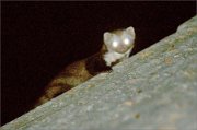07_DSC3479_Beech_Marten_chupacabra_72pc