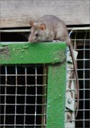 02_DSC4211_Common_Rat_on_wire_door_88pc