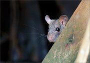 05_DSC6150_Common_Rat_reliance_test_67pc