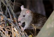 05_DSC6165_Common_rat_inquisitive_81pc