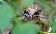 06_DSC8516_Common_Frog_ambush_72pc