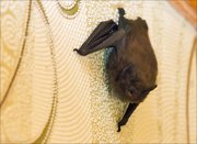 15_DSC5104_Common_Noctule_exposure_54pc