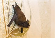 15_DSC5105_Common_Noctule_advance_51pc