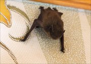 17_DSC8154_Common_Noctule_dejavu_44pc