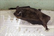 17_DSC8166_Common_Noctule_elucidate_63pc