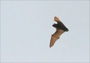 21_DSC0803_Common_Noctule_glimpse_24pc