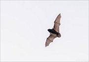 24_DSC0843_Сommon_Noctule_diurnal_9pc