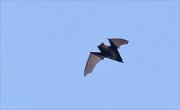 24_DSC7628_Сommon_Noctule_voyage_4pc