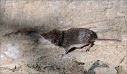 06_DSC8542_Common_Shrew_oh_well_77pc