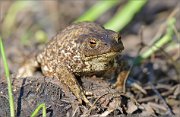 02_DSC1648_Common_Toad_near_pond_Sachkovichi_70pc