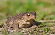 06_DSC9394_Common_Toad_like_or_dislike_83pc